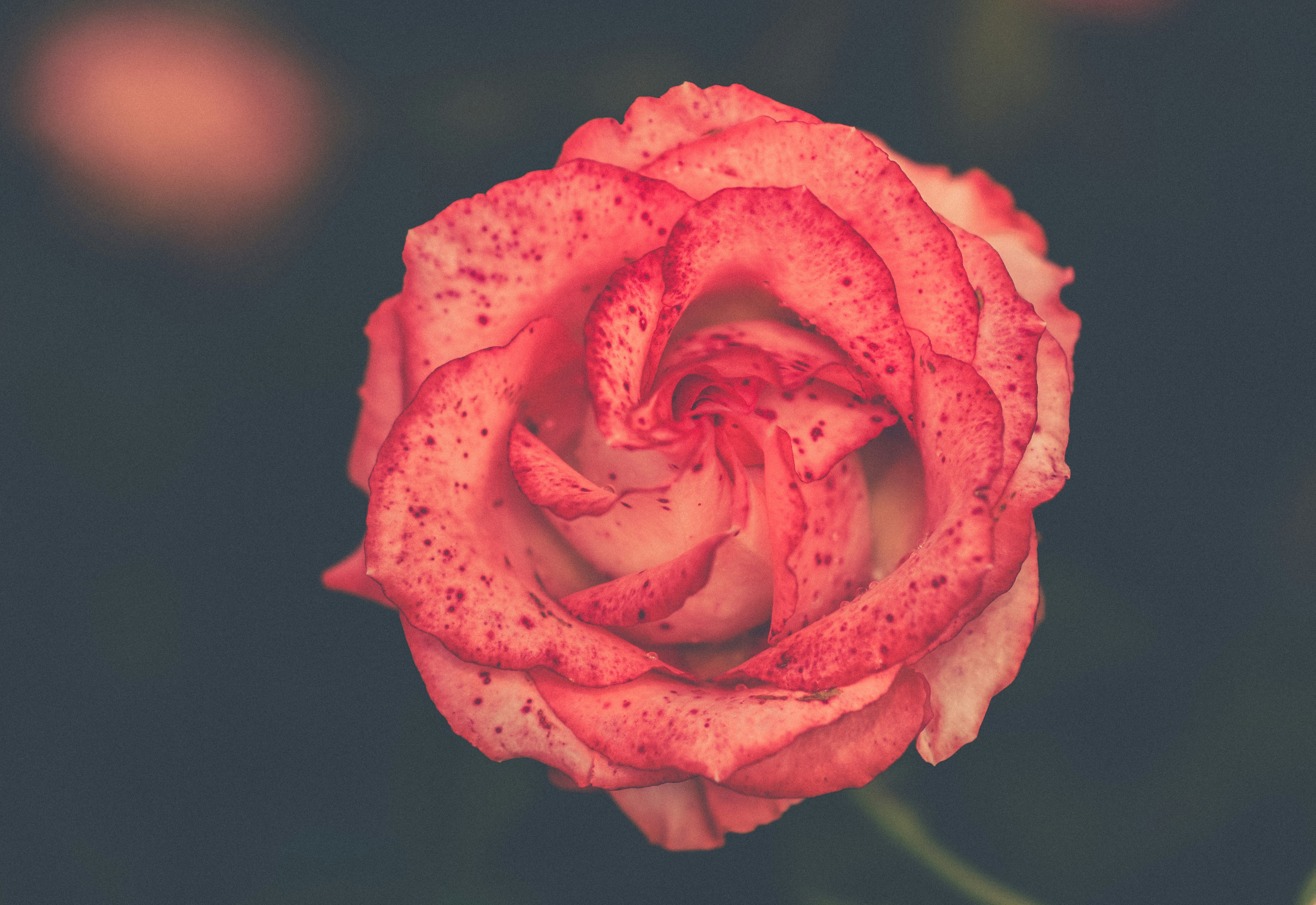 closeup photo of red rose